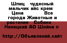 Шпиц - чудесный мальчик айс-крем › Цена ­ 20 000 - Все города Животные и растения » Собаки   . Ненецкий АО,Шойна п.